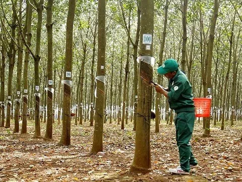 Cập nhật giá cao su chiều ngày 11/11: Cao su thế giới giảm đồng loạt