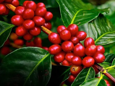 Giá cà phê hôm nay 11/11: Vượt mốc 33.000 đồng/kg