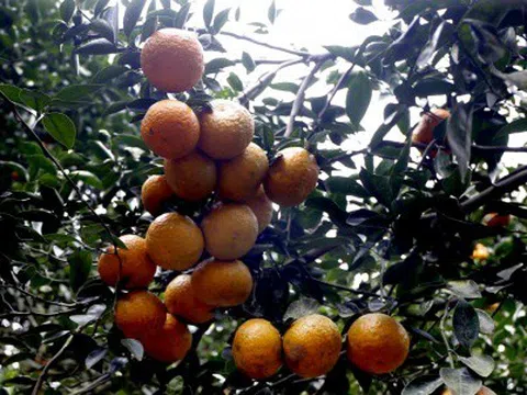 Phân bón Lâm Thao nâng cao năng suất cam sành Hàm Yên