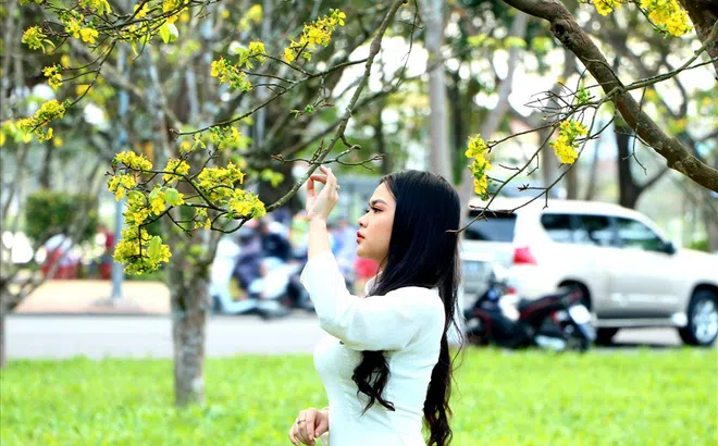 Hy vọng mai vàng Huế sẽ nổi tiếng như hoa anh đào của Nhật Bản