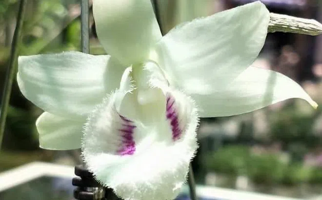 Cộng đồng lan VAR đấu giá Đôi mắt pleiku xanh, ủng hộ phòng chống dịch