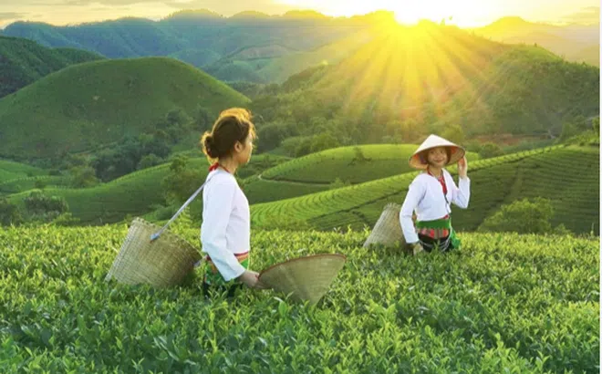 HỘI KHOA HỌC PHÁT TRIỂN NÔNG THÔN VIỆT NAM (PHANO)